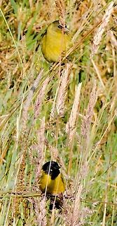 Hooded Siskin couple in a field at  El Cortaderal near Santa Rosa de Cabal, Risaralda, Colombia. 
Female on top Colombia,El Cortaderal,Geotagged,Hooded siskin,Risaralda,Santa Rosa de Cabal,Spinus magellanica,Winter