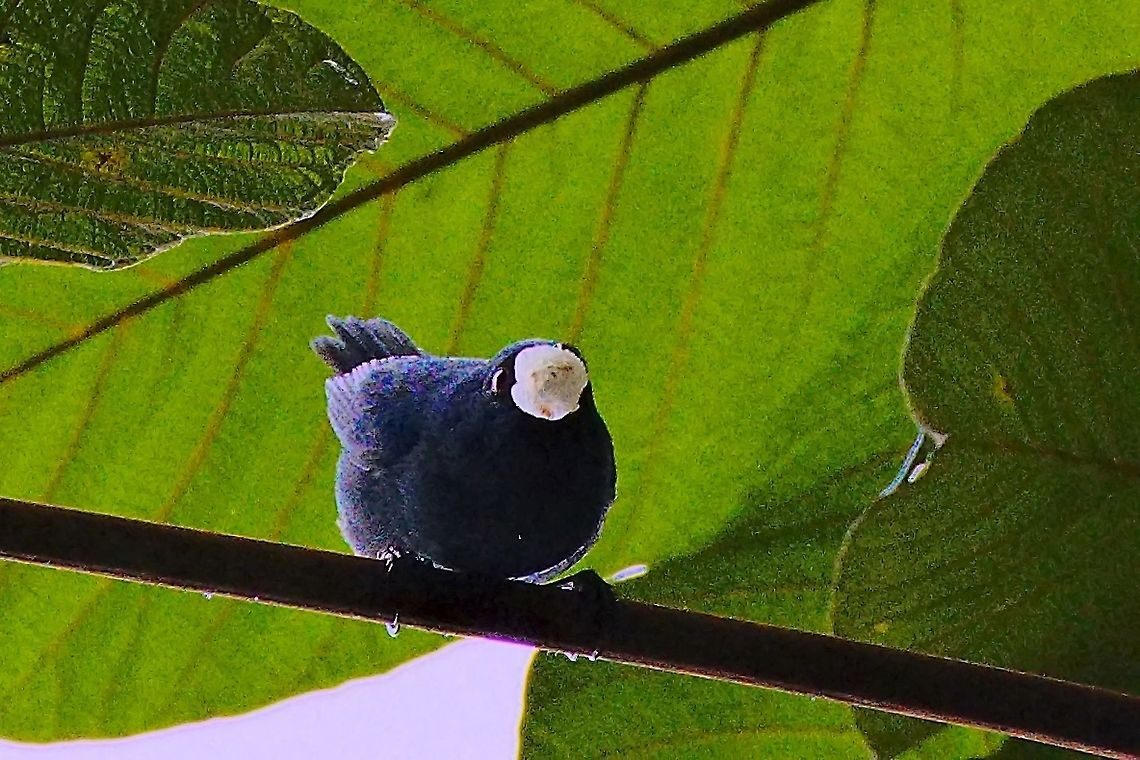 Indigo Flowerpiercer carrying a not only pierced flower Colombia,Diglossa indigotica,Geotagged,Indigo flowerpiercer,Montezuma Rainforest,Winter