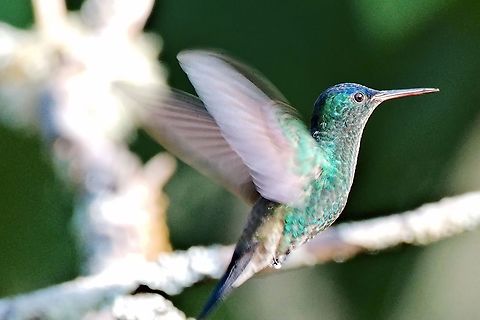 Indigo-capped hummingbird
