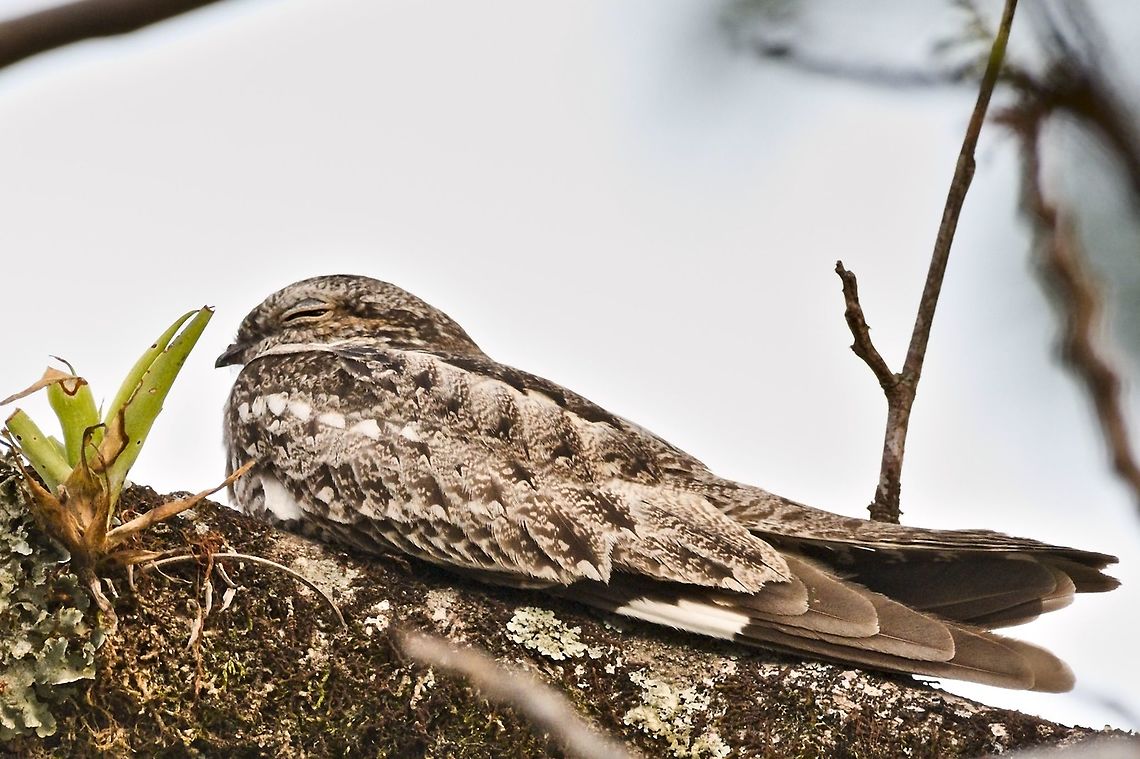 Least Nighthawk roosting on a tree near Rancho (Hacienda) CaMaN&aacute; Chordeiles pusillus,Colombia,Geotagged,Least nighthawk,Rancho CaMaNa,Winter