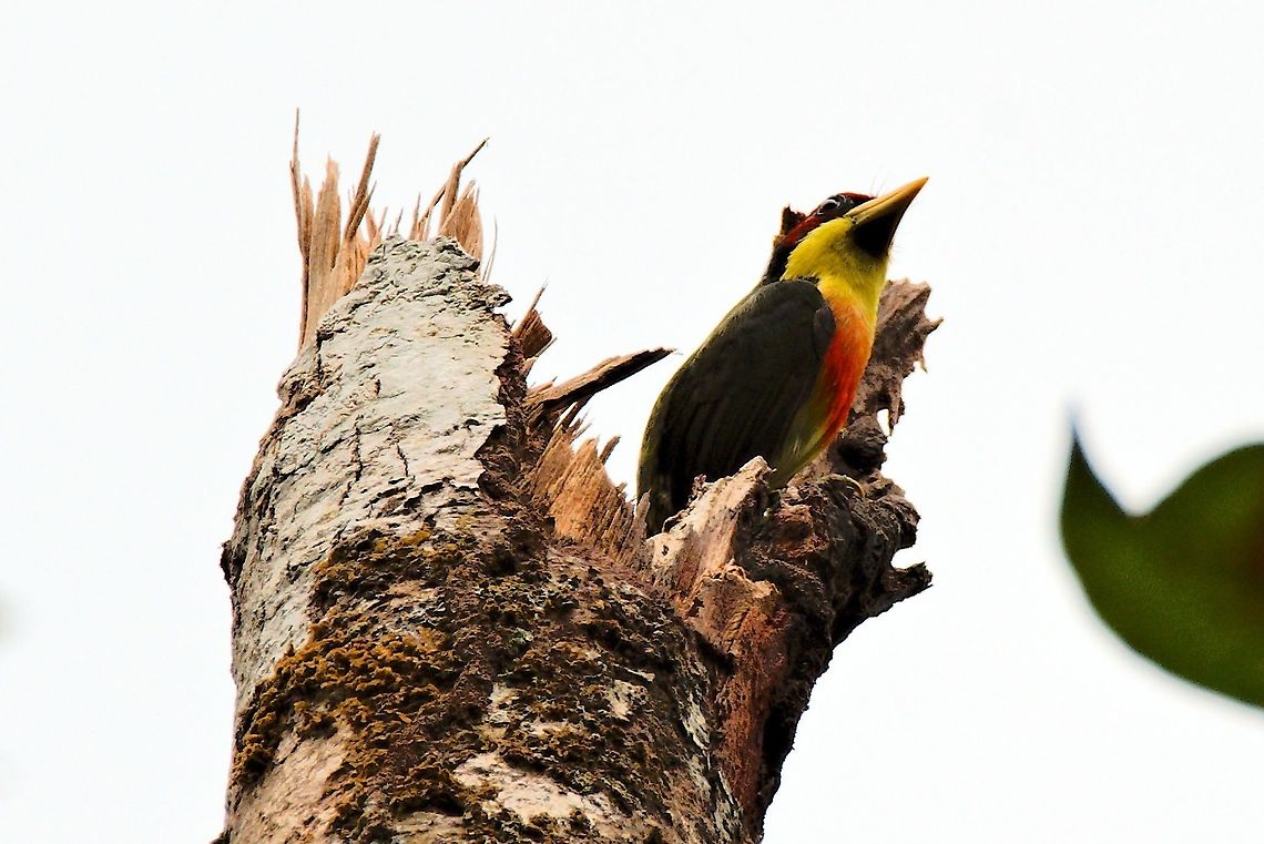 Lemon-throated Barbet on a dead tree near Mit&uacute;, Vaup&eacute;s, Comunidad Tucano Colombia,Comunidad Tukano,Eubucco richardsoni,Geotagged,Lemon-throated barbet,Mitu,Vaup&eacute;s,Winter