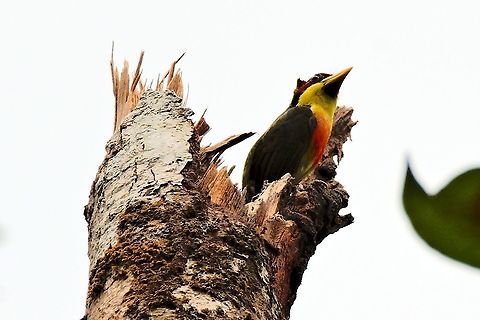 Lemon-throated Barbet on a dead tree near Mit&uacute;, Vaup&eacute;s, Comunidad Tucano Colombia,Comunidad Tukano,Eubucco richardsoni,Geotagged,Lemon-throated barbet,Mitu,Vaup&eacute;s,Winter