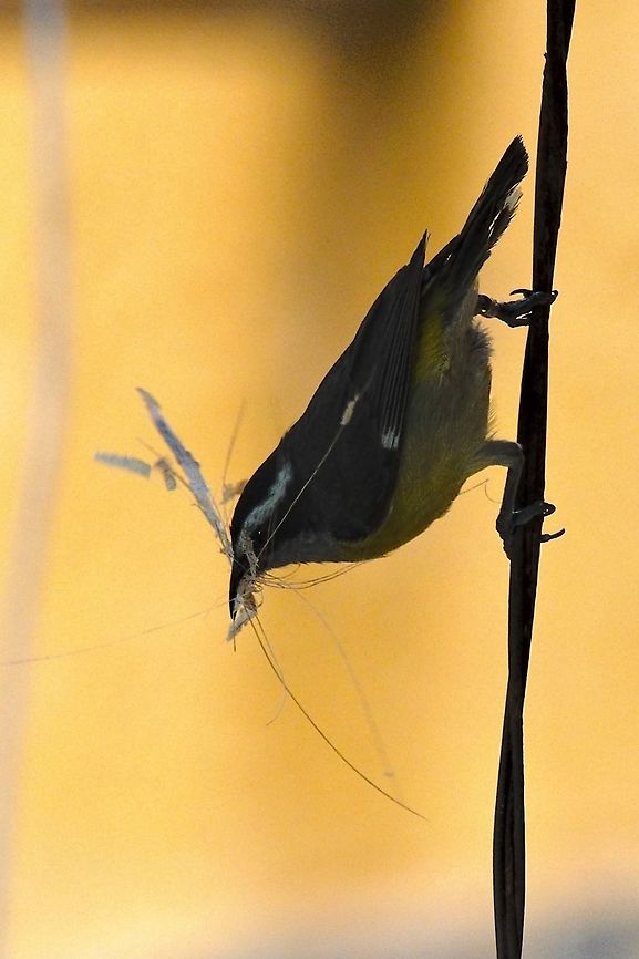 Bananaquit with nesting material seen at at Los Alpes Farm, Ibagu&eacute;  Bananaquit,Coereba flaveola,Colombia,Geotagged,Ibagué,Los Alpes Farm,Winter