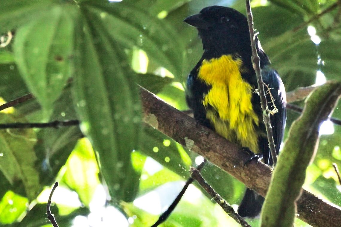 Black-and-gold Tanager seen at Montezuma Rainforest Reserve Bangsia melanochlamys,Black-and-gold tanager,Colombia,Geotagged,Montezuma Rainforest,Winter