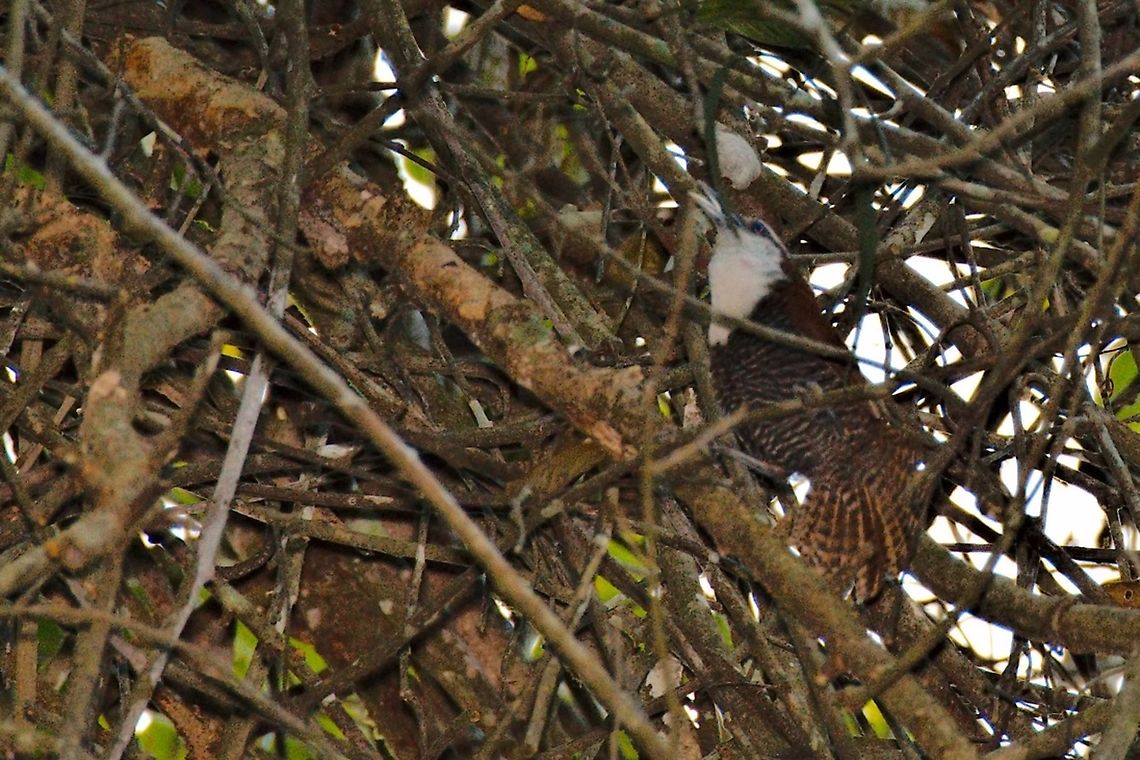 Black-bellied Wren seen at La Reserva Natural Victoria-Saman&aacute;, Victoria, Caldas, difficult bird Black-bellied wren,Colombia,Geotagged,Pheugopedius fasciatoventris,Winter