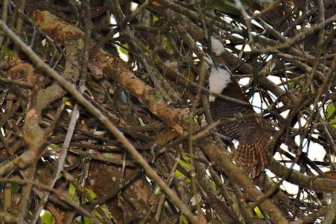 Black-bellied wren