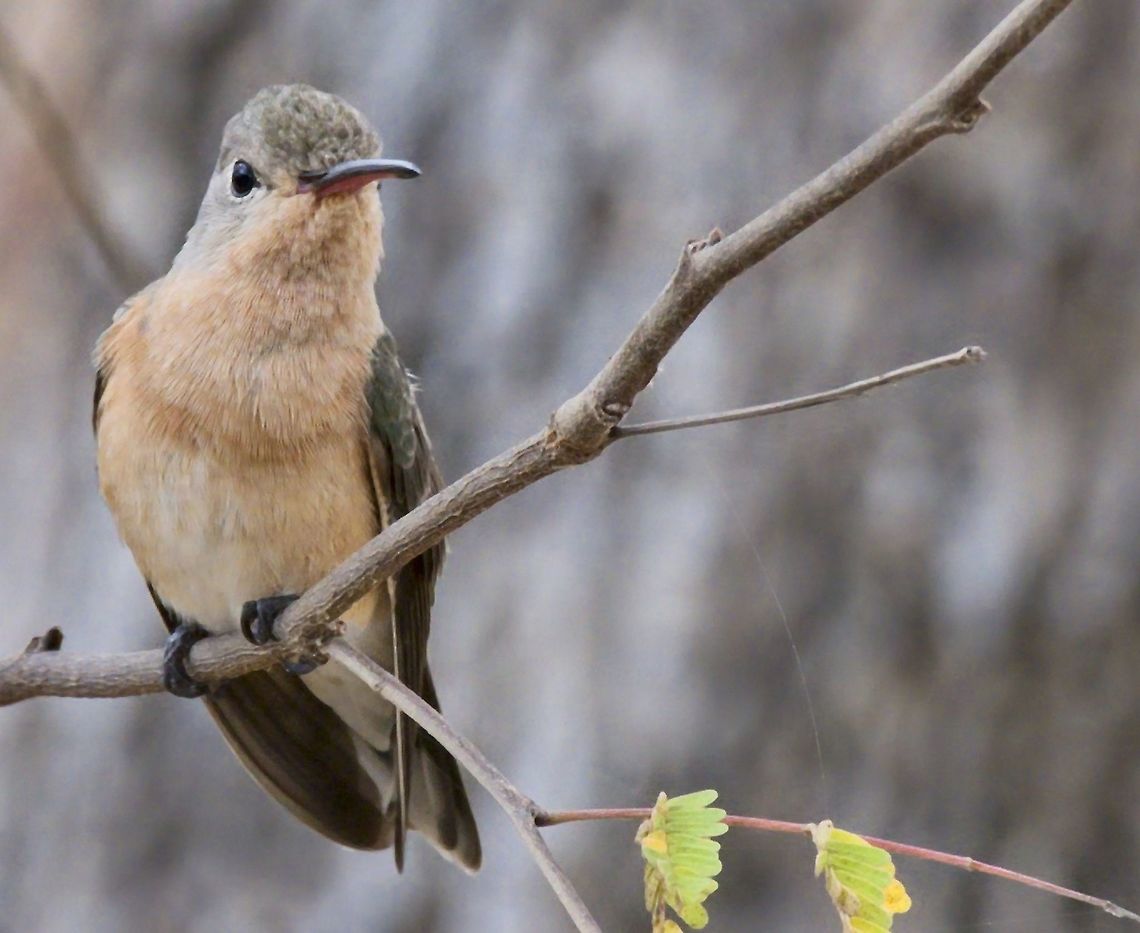Buffy Hummingbird seen at SFF Los Flamencos Buffy hummingbird,Colombia,Geotagged,Leucippus fallax,SFF Los Flamencos,Winter
