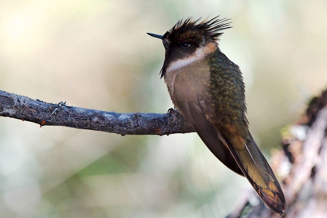 Buffy Helmetcrest seen near the entrance Brisas at NNP Los Nevados Buffy helmetcrest,Colombia,Geotagged,Oxypogon stuebelii,Winter