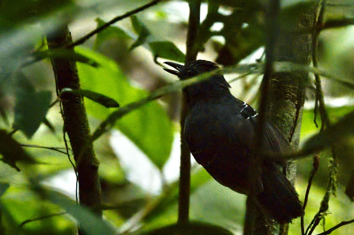 Black-headed Antbird near Mit&uacute;, Vaup&eacute;s, at Comunidad Tukano Black-headed antbird,Colombia,Comunidad Tukano,Geotagged,Mitu,Percnostola rufifrons,Vaup&eacute;s,Winter