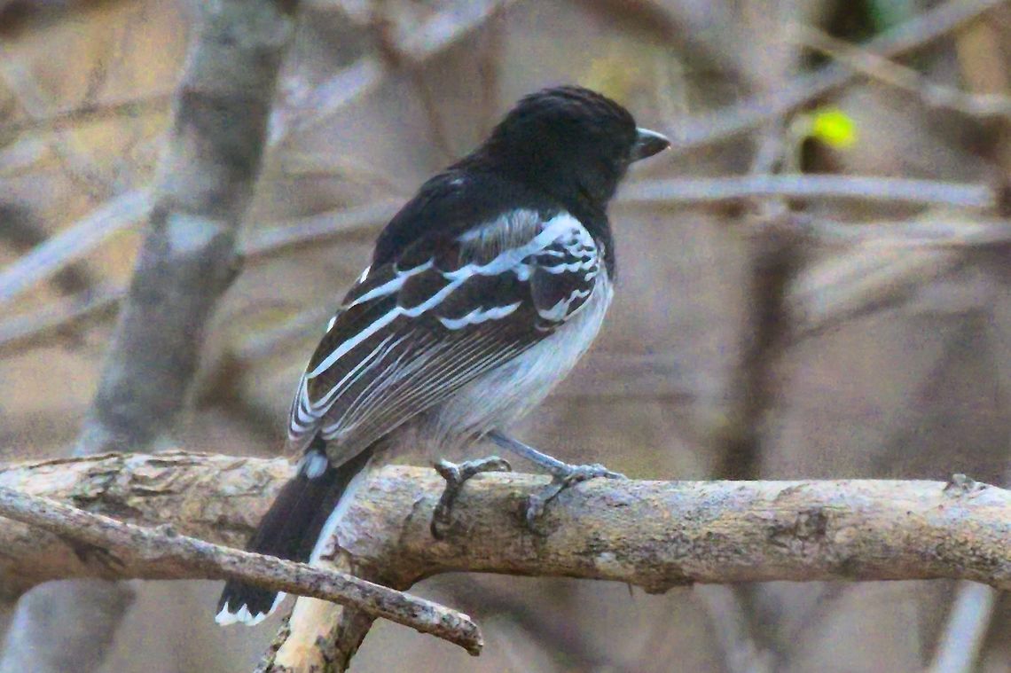 Black-backed Antshrike at the SFF Los Camarones Black-backed antshrike,Colombia,Geotagged,SFF Los Flamencos,Thamnophilus melanonotus,Winter