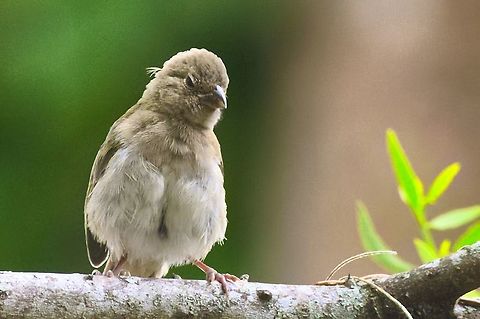 Dull-coloured grassquit