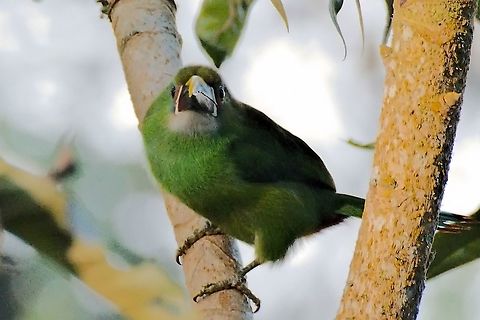 Emerald Toucanet no Belize, no Costa Rica: this one is in Colombia! :) Aulacorhynchus prasinus,Colombia,Emerald Toucanet,Geotagged,Rio Blanco,Winter