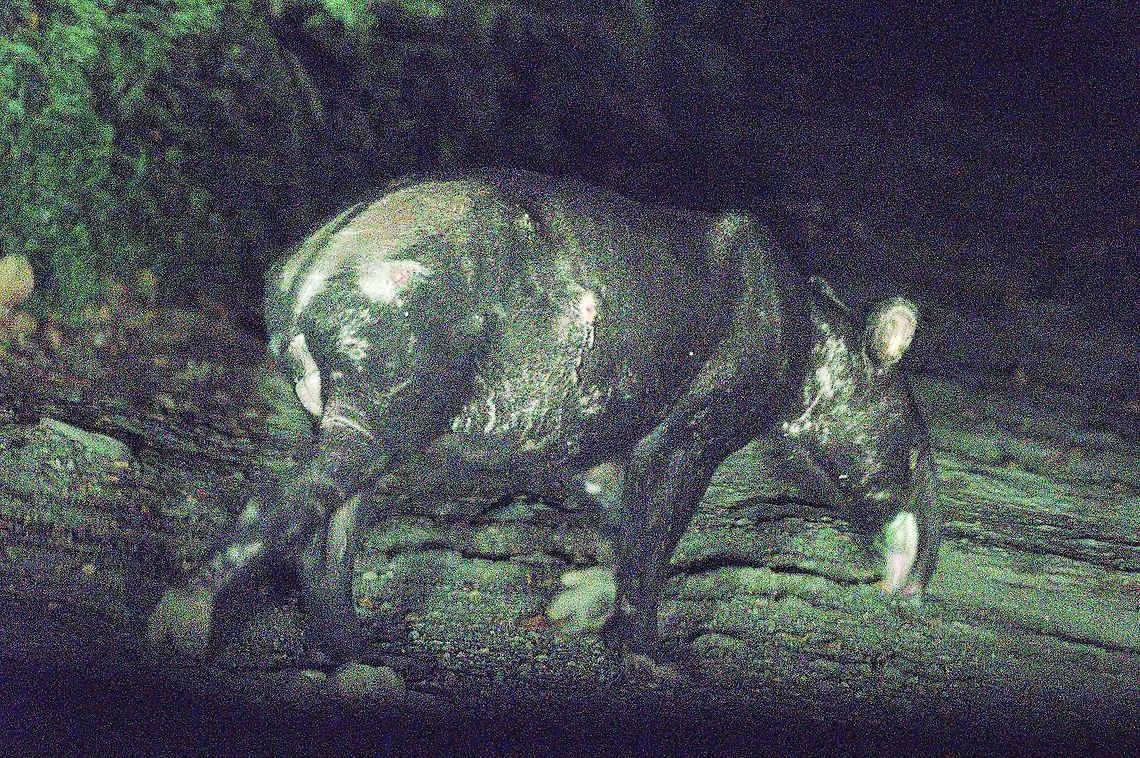Mountain Tapir at Ot&uacute;n-Quimbaya, still in the night in front of our car on the road, lonesome male tapir Colombia,Geotagged,Mountain tapir,Otún-Quimbaya,Tapirus pinchaque,Winter