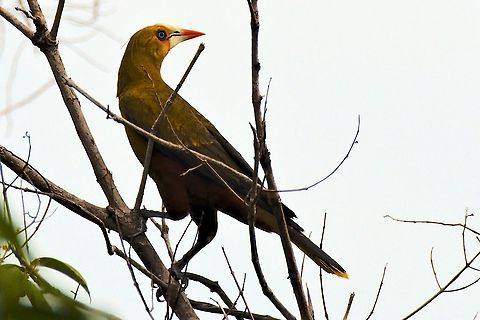 Green Oropendola near Mitú, Vaupés. at Comunidad Pueblo Nuevo Colombia,Comunidad Pueblo Nuevo,Geotagged,Green oropendola,Mitu,Psarocolius viridis,Vaupés,Winter