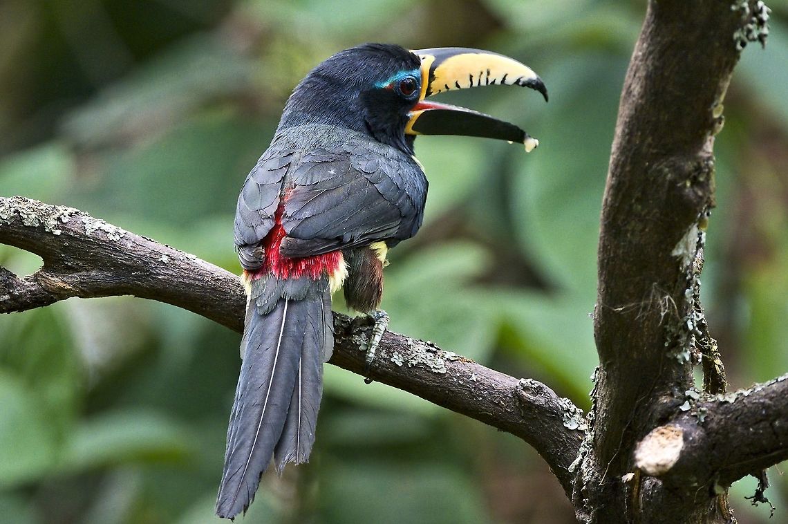 Lettered Araçari near the feeders at Rancho CaMaN&aacute;, Restrepo, Met&aacute; Colombia,Geotagged,Lettered aracari,Pteroglossus inscriptus,Rancho CaMaNa,Restrepo,Winter