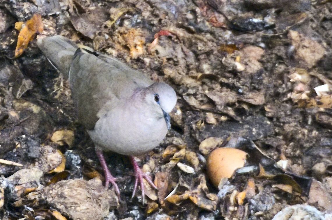 Lined Quail-Dove corrected into White-tipped Dove at El Dorado Natural Reserve, Sierra Nevada de Santa Marta NP  Colombia,El Dorado NP,Geotagged,Leptotila verreauxi,Lined quail-dove,Sierra Nevada de Santa Marta,White-tipped Dove,Winter,Zentrygon linearis
