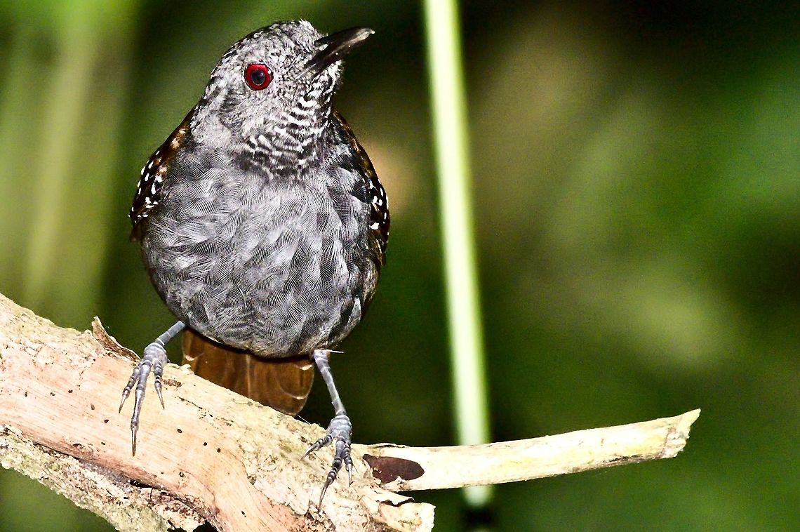 Magdalena Antbird at R&iacute;o Claro Reserve, flash, red-eye correction Colombia,Geotagged,Magdalena antbird,Rio Claro,Sipia palliata,Winter