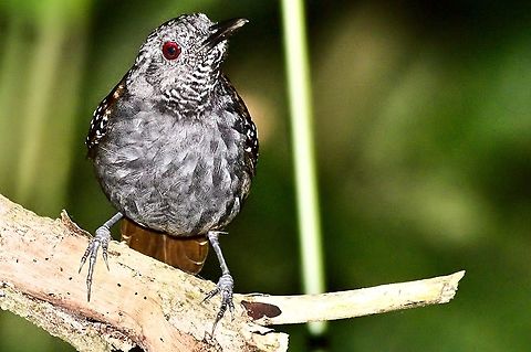 Magdalena Antbird at Río Claro Reserve, flash, red-eye correction Colombia,Geotagged,Magdalena antbird,Rio Claro,Sipia palliata,Winter