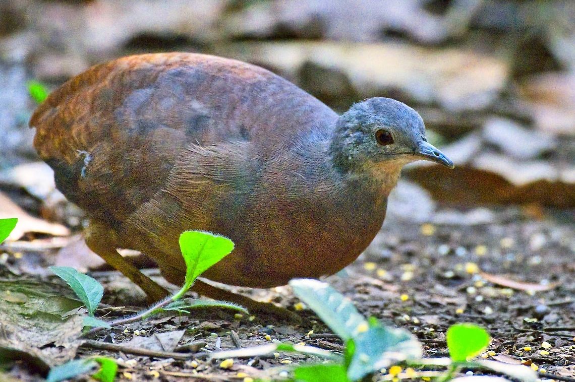 Little Tinamou seen form the hide in Tinam&uacute; Natural Reserve  Colombia,Crypturellus soui,Geotagged,Little tinamou,Tinamu Natural Reserve,Winter