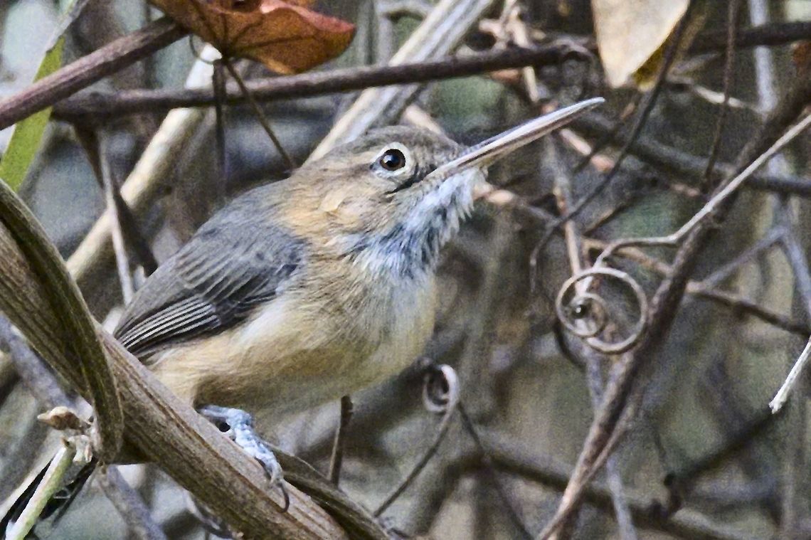 Long-billed Gnatwren with indeed a long bill Colombia,El Dorado NP,Geotagged,Long-billed gnatwren,Ramphocaenus melanurus,Sierra Nevada de Santa Marta,Winter