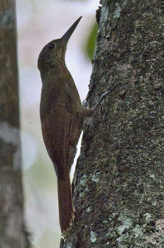 Long-tailed Woodcreeper near Mit&uacute;, Vaup&eacute;s, at White Sand Forest Colombia,Deconychura longicauda,Geotagged,Long-tailed woodcreeper,Mitu,Vaupés,White Sand Forest,Winter