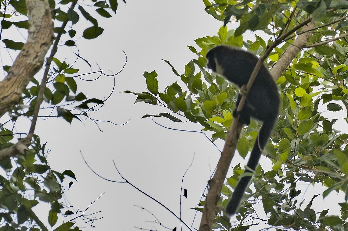 Collared Titi Group of monkeys seen near Mit&uacute;, Vaup&eacute;s, at Comunidad Tucano Cheracebus torquatus,Collared titi,Colombia,Comunidad Tukano,Geotagged,Mitu,Vaupés,Winter