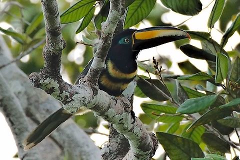 Many-banded Araçari near Mitú, Vapués, at Comunidad Pueblo Nuevo Colombia,Comunidad Pueblo Nuevo,Geotagged,Many-banded aracari,Mitu,Pteroglossus pluricinctus,Vaupés,Winter