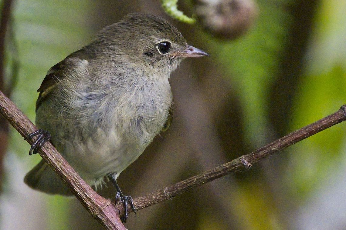 Mountain Elaenia nicely perched at UKUKU Lodge Colombia,Elaenia frantzii,Geotagged,Mountain elaenia,UKUKU,Winter