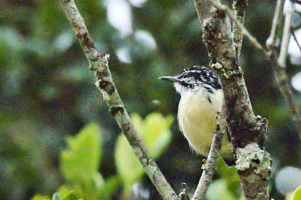 Moustached Antwren at Mituse&ntilde;o near Mit&uacute;, Vaup&eacute;s Colombia,Geotagged,Mituseño,Moustached antwren,Myrmotherula ignota,Vaupés,Winter