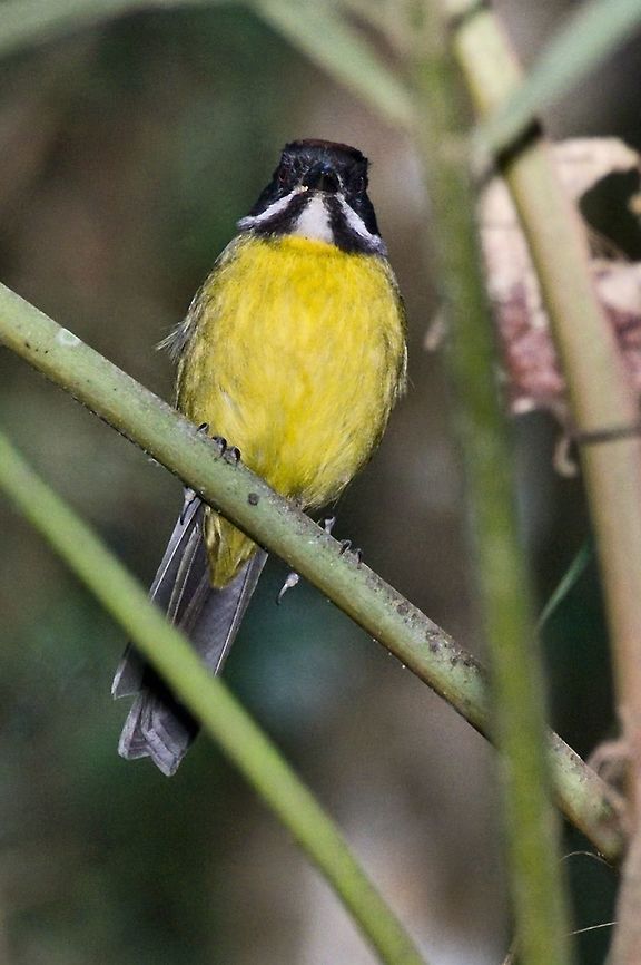 Moustached Brush-Finch at Chicaque NP Atlapetes albofrenatus,Chicaque National Park,Colombia,Geotagged,Moustached brush finch,Winter
