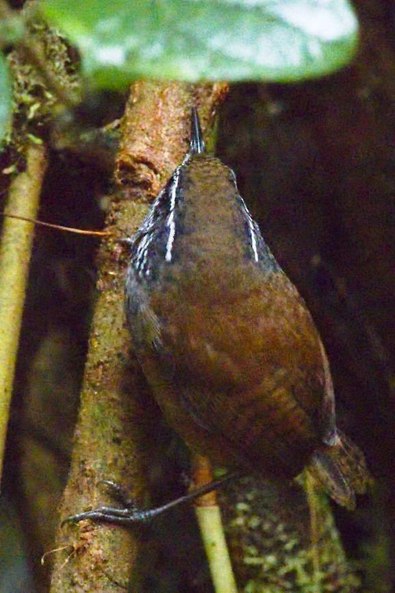 Munchique Wood-Wren endemic to Colombia Colombia,Endemic species,Geotagged,Henicorhina negreti,Montezuma Rainforest,Munchique wood wren,Winter