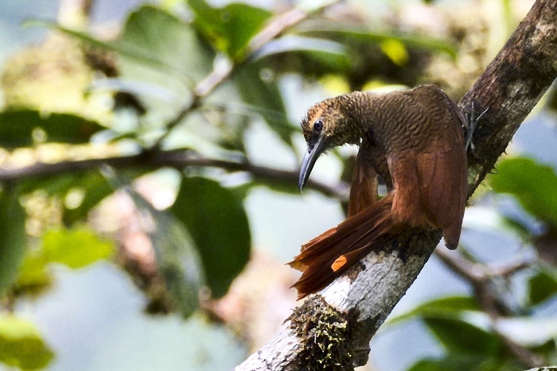Northern Barred-Woodcreeper cleaning its plumage Anchicaya Valley,Colombia,Dendrocolaptes sanctithomae,Geotagged,Northern barred woodcreeper,Winter