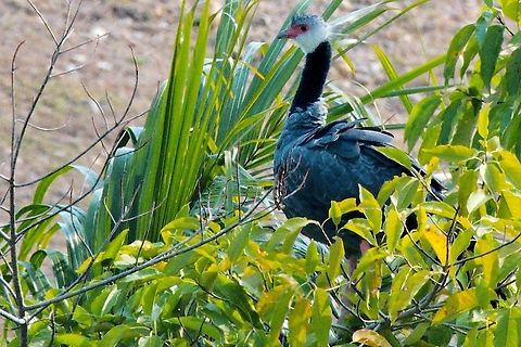 Northern Screamer this one not so far away :) Chauna chavaria,Colombia,Geotagged,Northern screamer,Puerto Boyac&aacute;,Winter