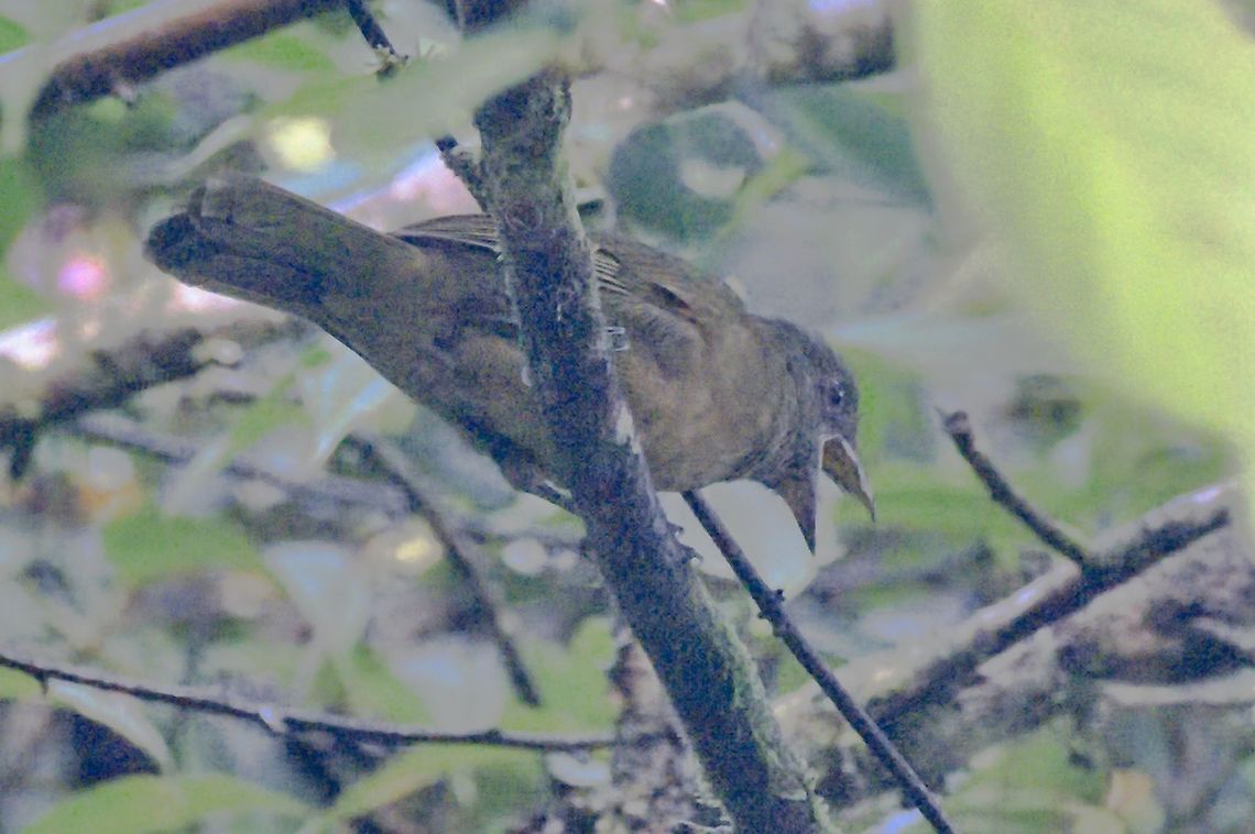 Ochre-breasted Tanager very difficult light conditions :(, near endemic species to Colombia Chlorothraupis stolzmanni,Colombia,Geotagged,Montezuma Rainforest,Ochre-breasted tanager,Winter