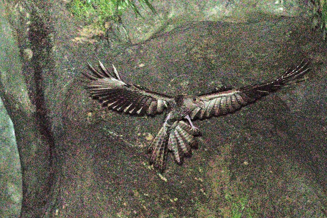 Oilbird leaving the cage in R&iacute;o Claro Reserve,  Cueva de los Gu&aacute;charos, already dark, flashed eyes corrected manually Colombia,Geotagged,Oilbird,Rio Claro,Steatornis caripensis,Winter