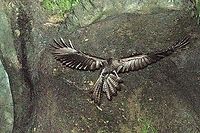 Oilbird leaving the cage in Río Claro Reserve,  Cueva de los Guácharos, already dark, flashed eyes corrected manually Colombia,Geotagged,Oilbird,Rio Claro,Steatornis caripensis,Winter