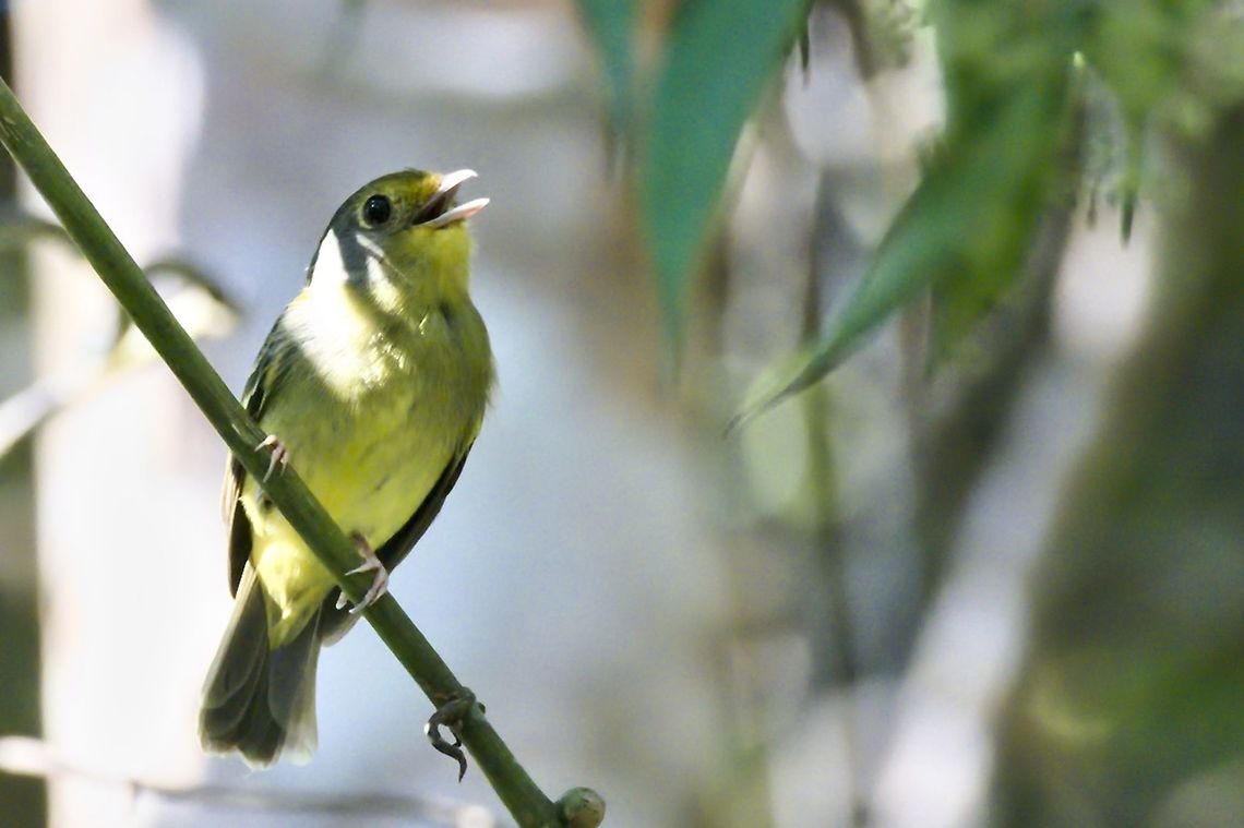 Olivaceous Flatbill changed into Wing-barred piprites Piprites chloris seen at R&iacute;o Claro Reserva Colombia,Geotagged,Piprites chloris,Rio Claro,Wing-barred piprites,Winter