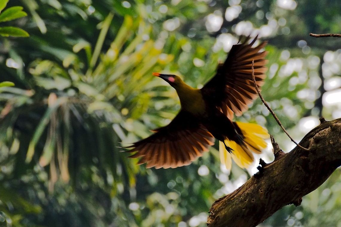 Olive Oropendola  seen at the Camino Montfortiano, near Salinas Up&iacute;n (Minas del Sal de Upin)<br />
<br />
 Camino Montfortiano,Colombia,Geotagged,Olive oropendola,Psarocolius bifasciatus,Winter