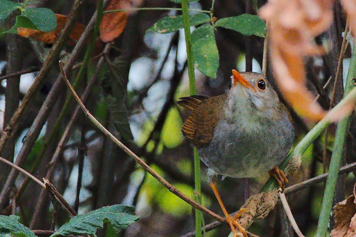 Orange-billed Nightingale-Thrush  Catharus aurantiirostris,Colombia,Cuchilla San Lorenzo,Geotagged,Orange-billed nightingale-thrush,Winter