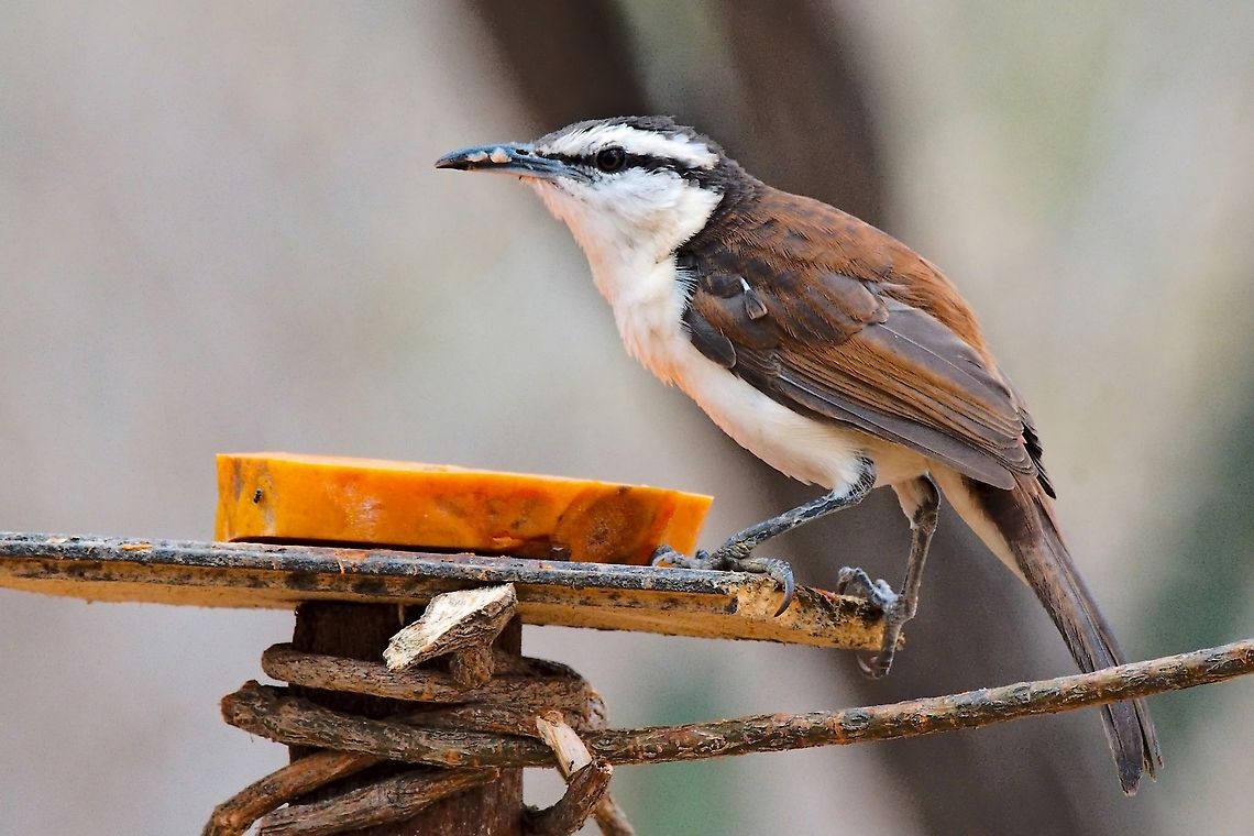 Orinocan Saltator at a feeder in SFF Los Flamencos Bicolored wren,Campylorhynchus griseus,Colombia,Geotagged,Orinoco saltator,SFF Los Flamencos,Saltator orenocensis,Winter