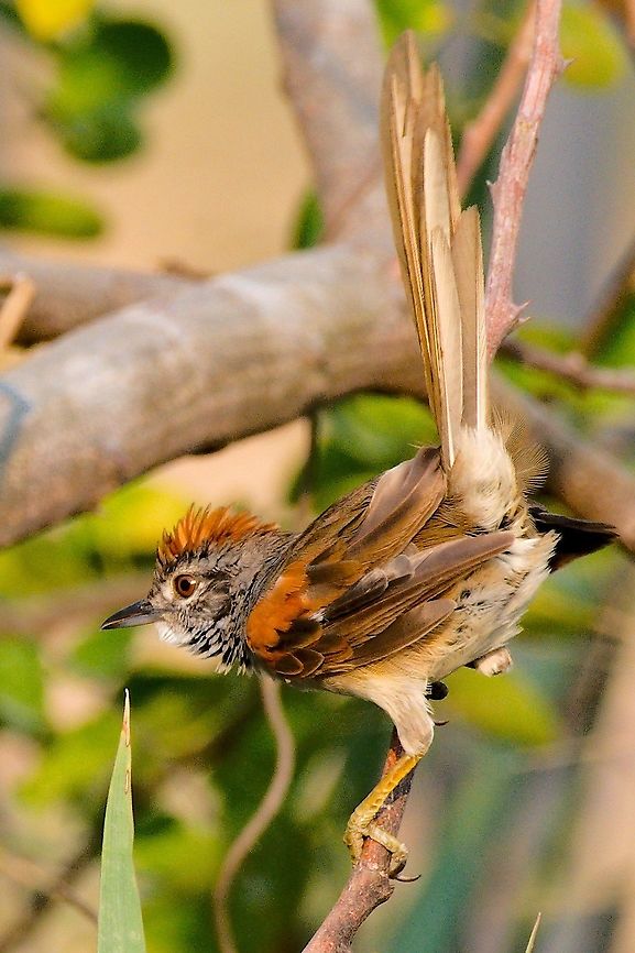 Pale-breasted Spinetail nicely presenting itself near Lago de Picale&ntilde;a Colombia,Geotagged,Pale-breasted spinetail,Picaleña,Synallaxis albescens,Winter