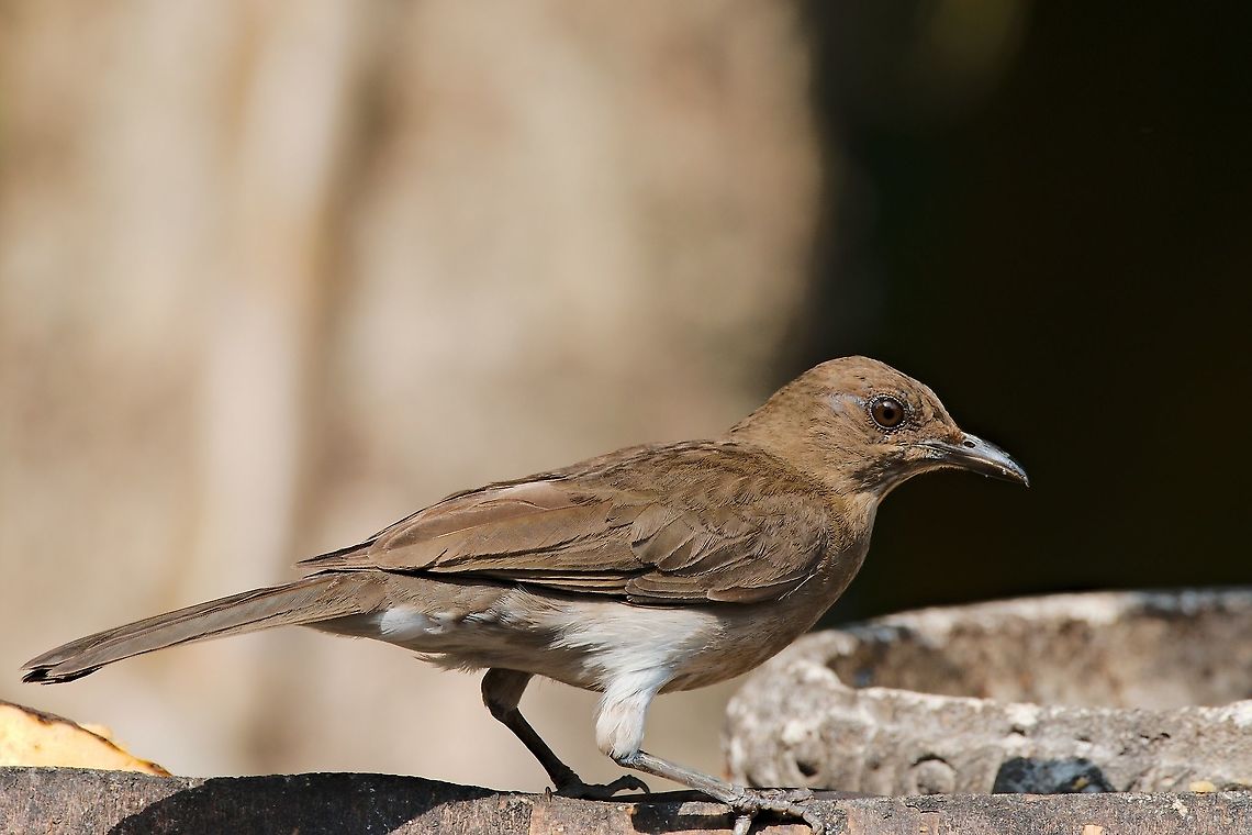 Pale-breasted Thrush at Los Alpes Farm Colombia,Geotagged,Los Alpes Farm,Pale-breasted thrush,Turdus leucomelas,Winter