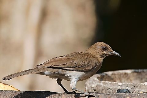 Pale-breasted Thrush at Los Alpes Farm Colombia,Geotagged,Los Alpes Farm,Pale-breasted thrush,Turdus leucomelas,Winter