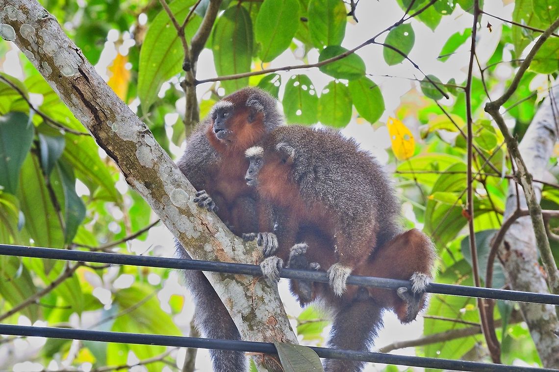 Ornate Titi Couple of these monkeys endemic to Colombia curiously observing the observers Colombia,Geotagged,Ornate titi,Plecturocebus ornatus,Restrepo,Winter,endemic