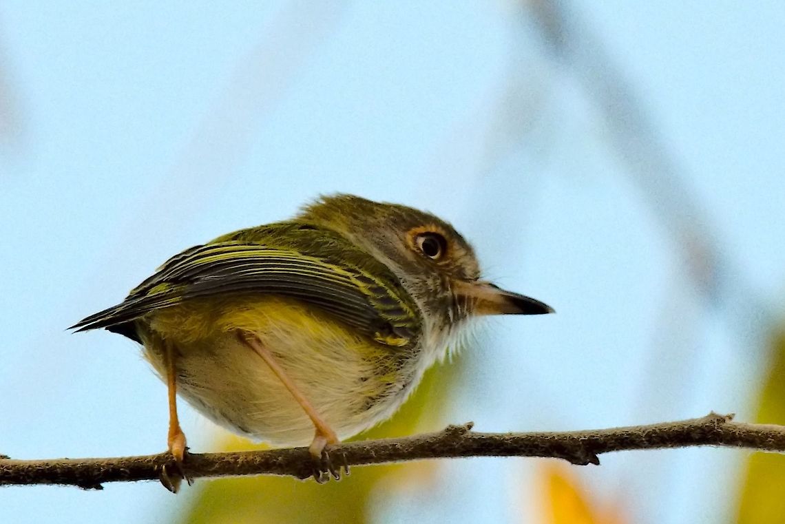 Pale-eyed Pygmy-Tyrant near El Dorado National Park Atalotriccus pilaris,Colombia,El Dorado NP,Geotagged,Pale-eyed pygmy tyrant,Winter