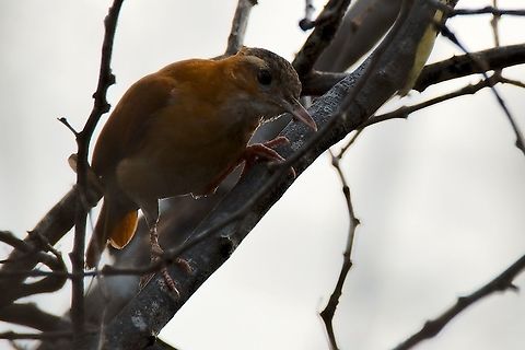 Pale-legged Hornero in the bushes at SFF Los Flamencos Colombia,Furnarius leucopus,Geotagged,Pale-legged hornero,SFF Los Flamencos,Winter