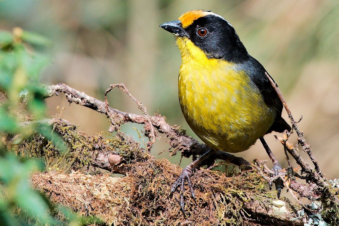 Pale-naped Brush-Finch at Termales del Ruiz Atlapetes pallidinucha,Colombia,Geotagged,Pale-naped brush finch,Termales del Ruiz,Winter