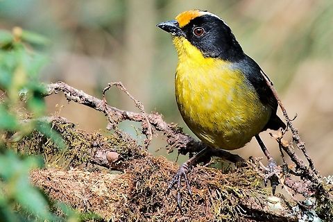 Pale-naped Brush-Finch at Termales del Ruiz Atlapetes pallidinucha,Colombia,Geotagged,Pale-naped brush finch,Termales del Ruiz,Winter