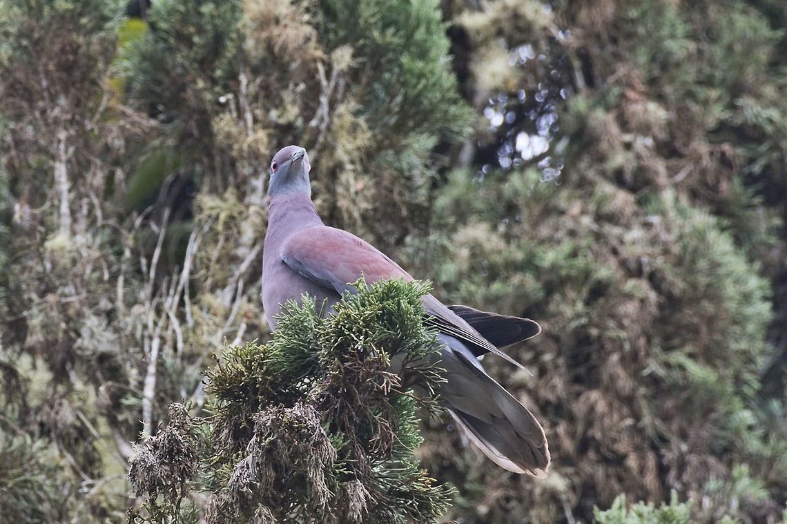 Pale-vented Pigeon  Araucana Lodge,Colombia,Geotagged,Pale-vented pigeon,Patagioenas cayennensis,Winter