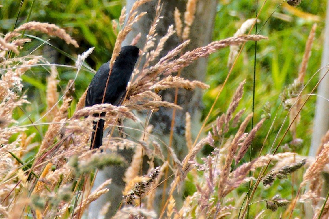 Paramo Seedeater at Hacienda El Bosque far away in the field Catamenia homochroa,Colombia,Geotagged,Hacienda El Bosque,Paramo seedeater,Winter